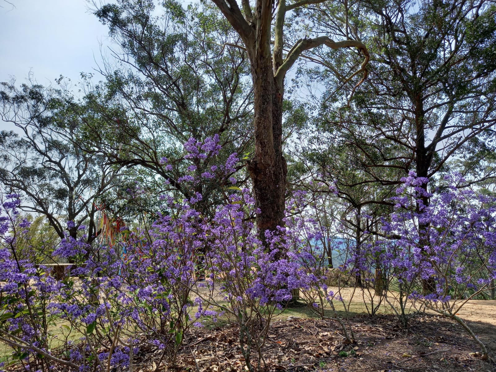 Jardins de inspiração – Uaná Etê